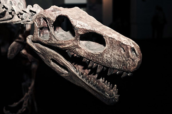 Hallan restos del dinosaurio africano más antiguo en Zimbabue
