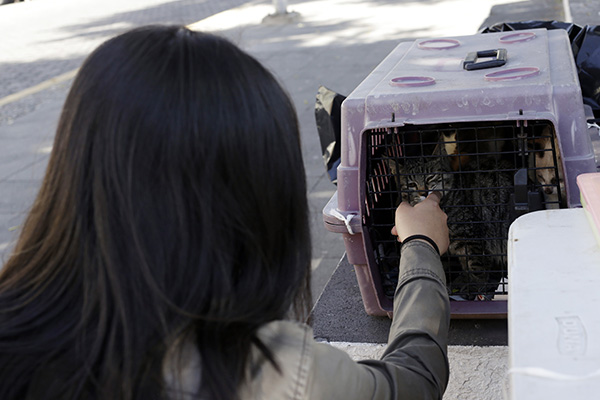 Lo que debes saber para adoptar o dar en adopción a una mascota