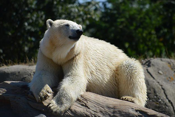 Osa polar con múltiples disparos es atendida de emergencia en Zoológico de Moscú