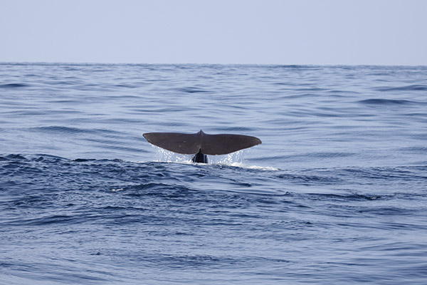 NASA y México desarrollan nanosatélites para estudiar animales marinos
