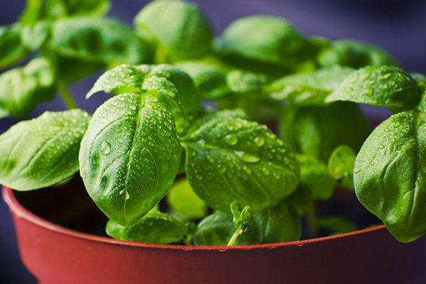 Hallan microplásticos en agua atrapada en hojas de plantas