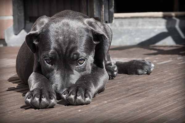 Pirotecnia y animales: ¿cómo cuidar a nuestras mascotas durante las fiestas patrias?