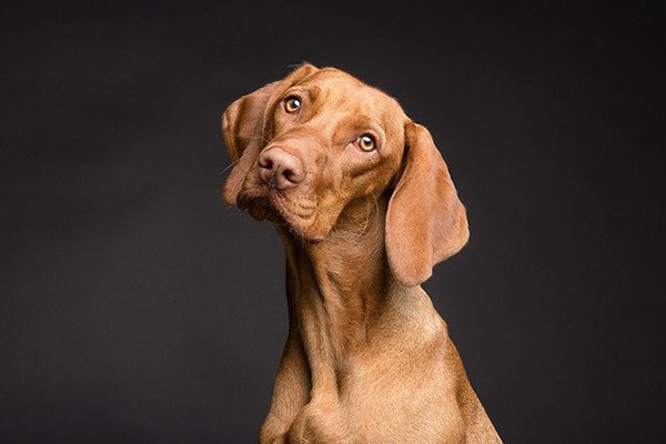 Estudio revela cómo los perros perciben visualmente el mundo
