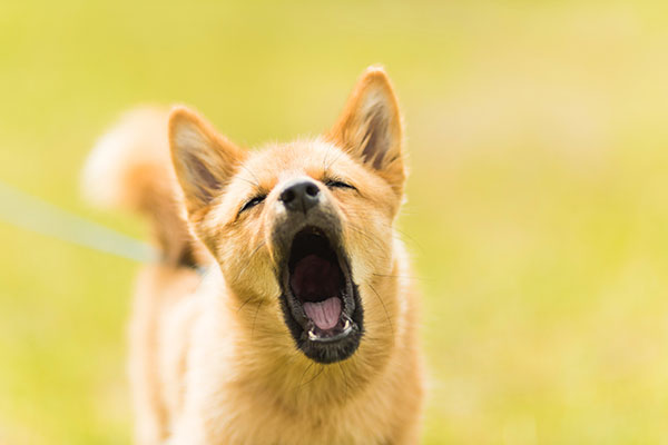 “Sexto sentido” de los animales, ¿realmente predicen los sismos?