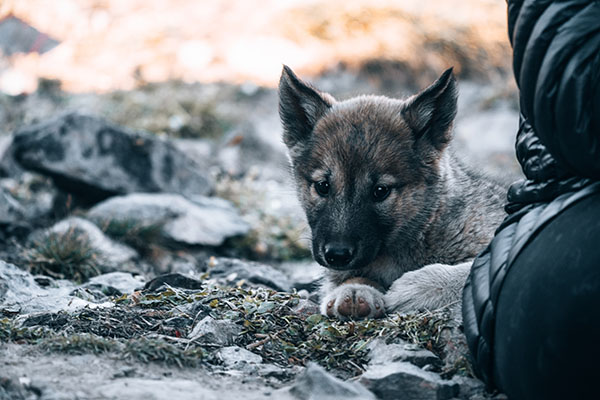 Clonan un lobo ártico por primera vez en China