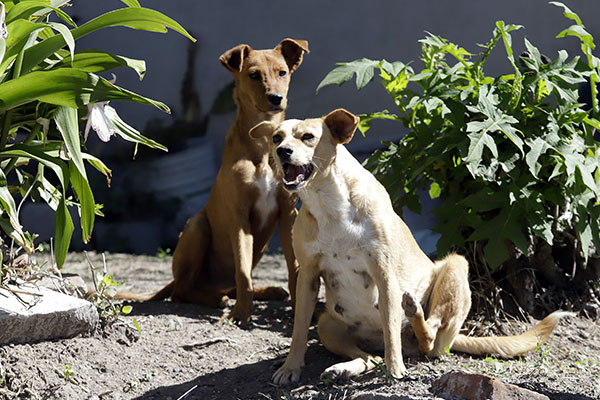 En México, 22 millones de perros y gatos están en condición de calle