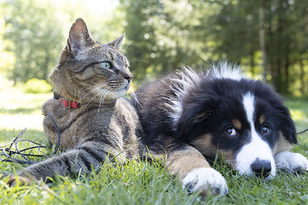 Alzheimer también afecta a perros y gatos, ¿cómo identificarlo?