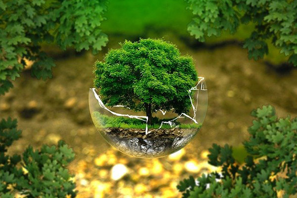 Brasil lanza iniciativa para restaurar bosques en ecosistemas degradados