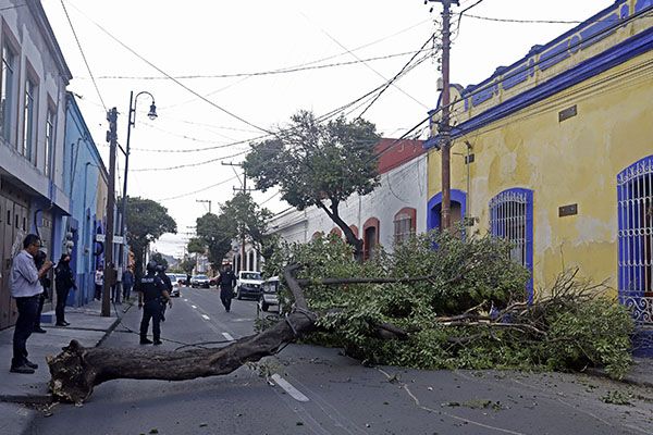 ¿Hay un árbol con riesgo de caer? Esto es lo que puedes hacer