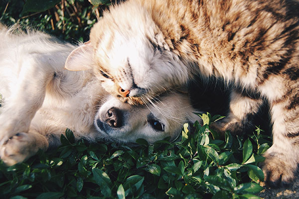 ¿Tienes un perro o un gato? Este es un checklist de cosas que necesitan