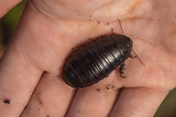 Hallan una rara cucaracha que se creía extinta desde hace más de 80 años