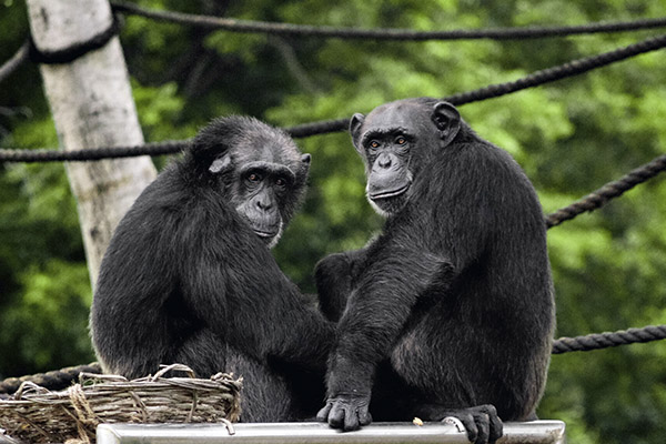 Comprueban que gorilas y chimpancés crean relaciones sociales pese a ser especies diferentes