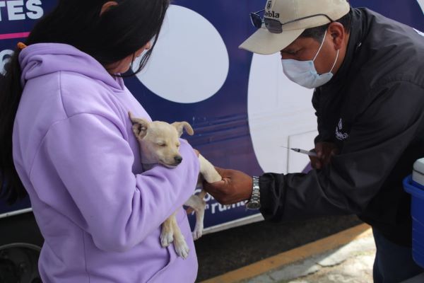 Ayuntamiento de Puebla trabaja por el bienestar de perros y gatos