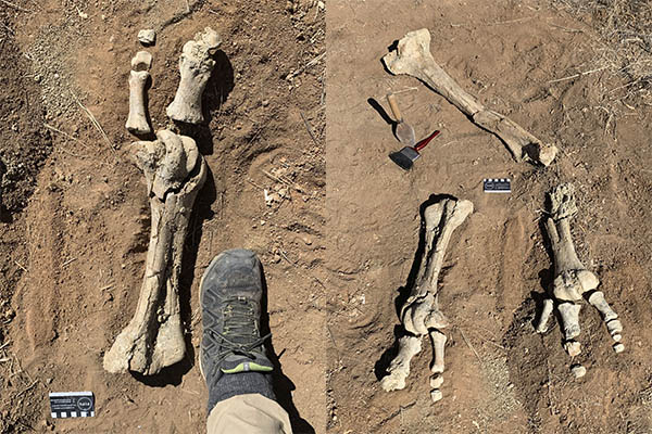 Hallan extraños fósiles del ave más grande de la historia