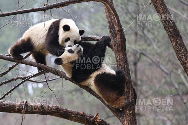 Población mundial de pandas en cautiverio se eleva a 673