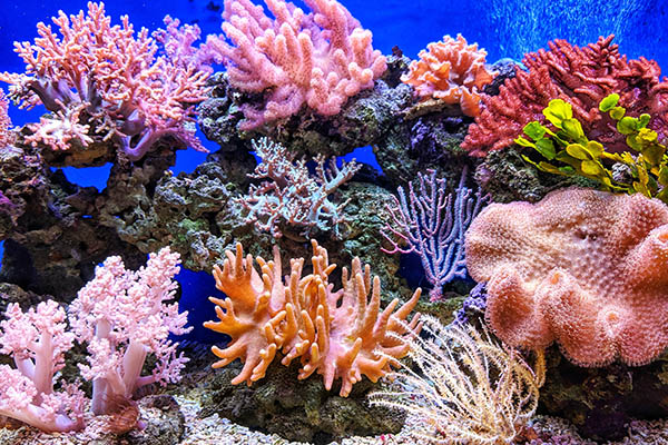 Mitad de arrecifes coralinos enfrentan amenaza de cambio climático para 2035