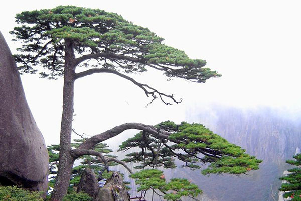 Milenario árbol en China es sometido a examen para conocer su estado de salud