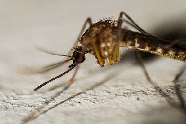 Tasa de incidencia del dengue en Filipinas aumenta 191% este año