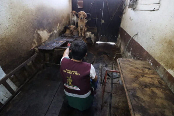 Rescatan a 90 lomitos de acabar como carne para tacos