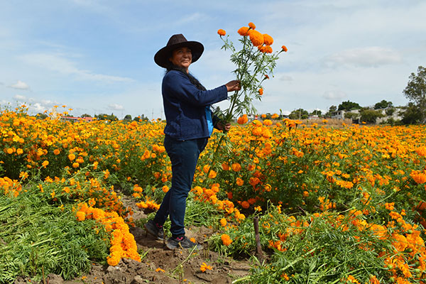 Flor de cempasúchil mexicana, en franca batalla con la versión china