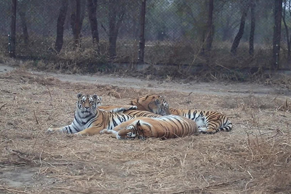 Reserva de rehabilitación ayuda a tigres en peligro de extinción a volver a la naturaleza