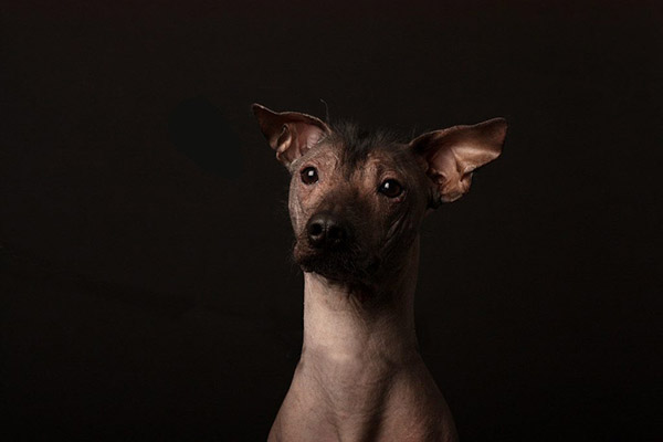 El Xoloitzcuintle, testigo fiel de la historia de México