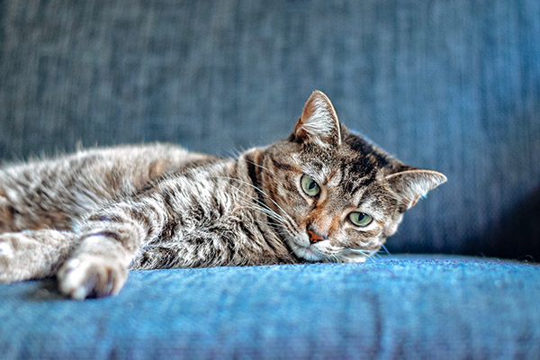 Día del gato, ¿sabes cómo prepararlo para la vejez?