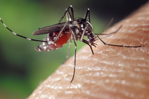 Mosquito resistente a insecticidas amenaza a África con grave brote de malaria