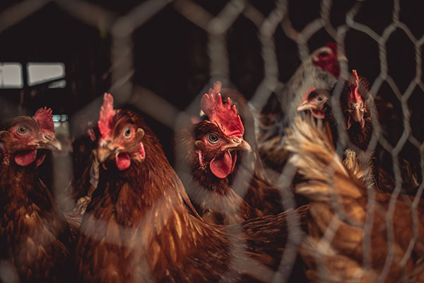 Japón sacrificará a unas 150,000 gallinas en Hokkaido por brote de gripe aviar