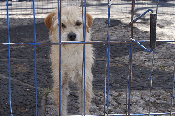 En redes y con claves, así continúa la venta ilegal de perritos