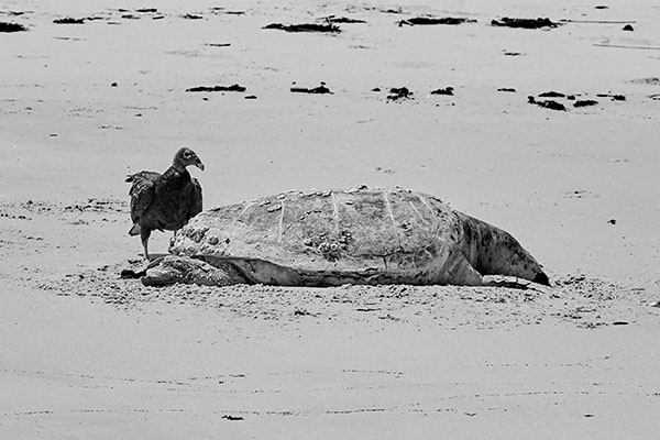 Más de 150 tortugas marinas han muerto en playas de Panamá