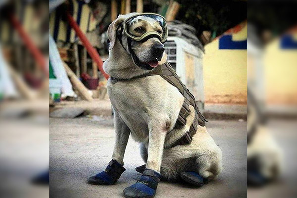 Murió Frida, la heroica perrita rescatista