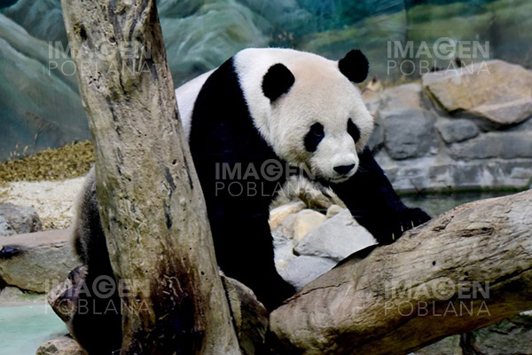 Muere el panda gigante donado por China continental a Taiwán