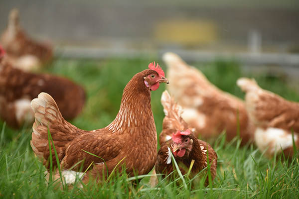 Perú declara alerta sanitaria por presencia del virus H5N1 en aves silvestres