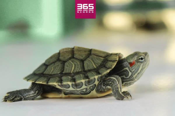 “Ninja, la Tortuga”, el nuevo “oráculo” que predice los resultados del Mundial