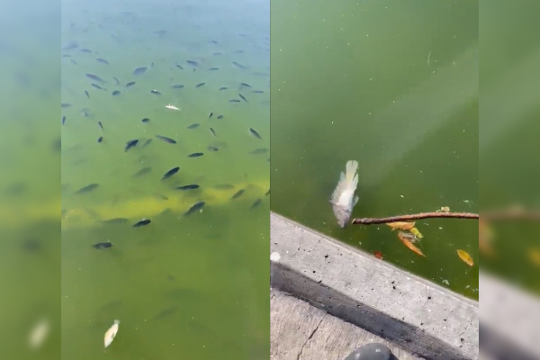 Decenas de peces aparecen muertos en un lago del Bosque de Chapultepec