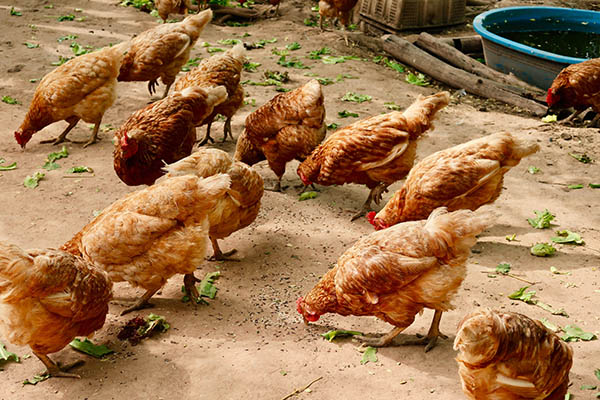 Japón sacrifica a 4 millones de gallinas por la gripe aviar en 2022