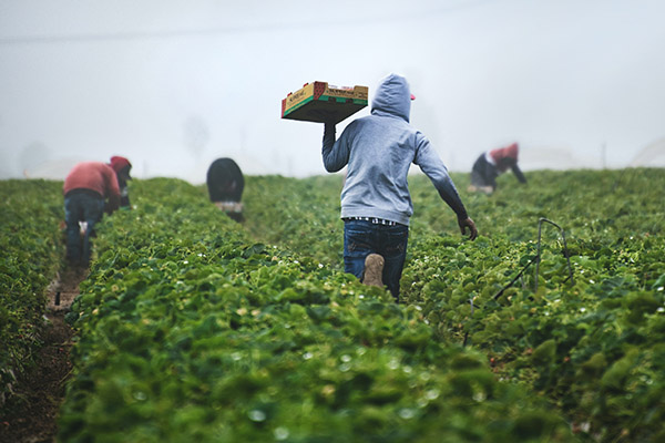 México contratará al menos 300 trabajadores agrícolas hondureños en una primera etapa