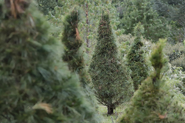 ¿Árbol artificial o natural para Navidad? Uno es el ganador y te decimos porqué
