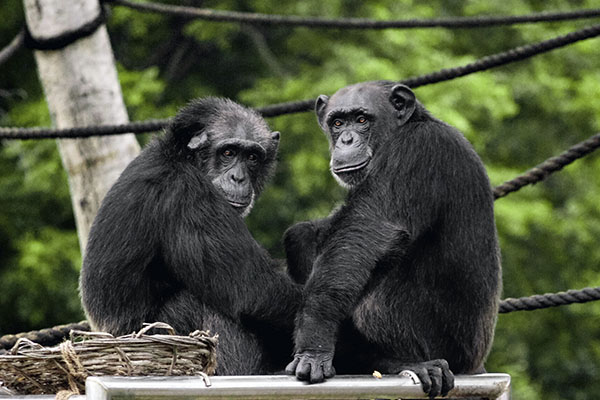 Chimpancés escapan de su jaula y son asesinados a tiros en un zoo de Suecia