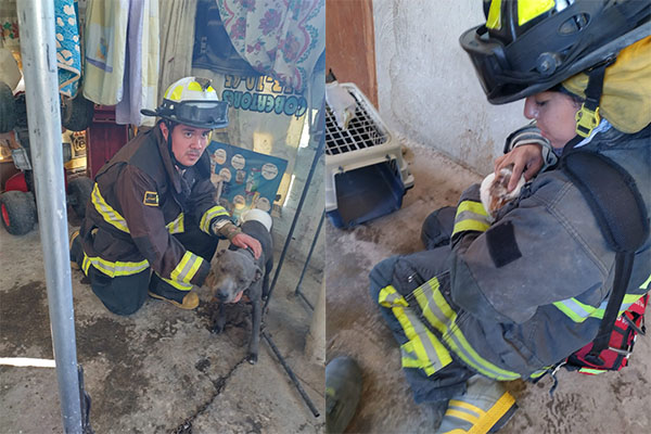 Explosión deja a mujer y sus mascotas con quemaduras