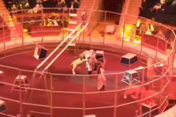 León ataca ferozmente a domador durante show en un circo ruso
