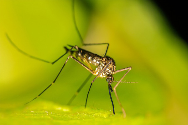 Científicos modifican genéticamente a mosquitos para administrar vacunas