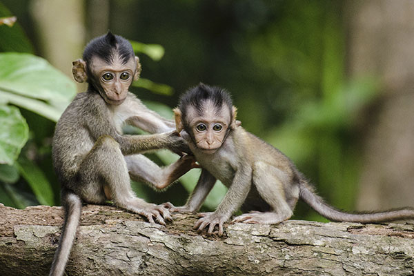 PETA denuncia maltrato animal en laboratorio financiado por Colombia y EU