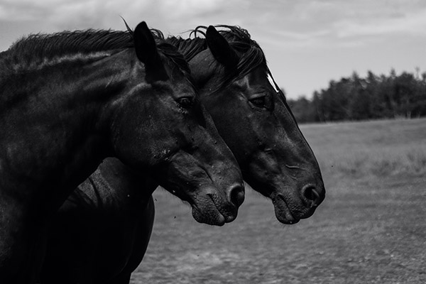 China presenta su primer caballo clonado