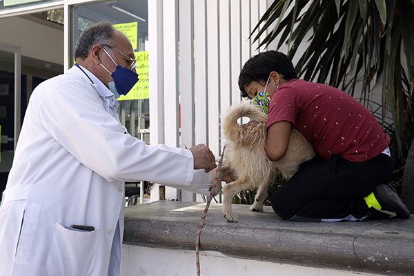Vacunación animal, la medida más efectiva contra enfermedades como la rabia