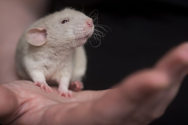 Científicos logran rejuvenecer y prolongar la vida de ratones ancianos