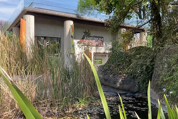 Nuevo Museo del Ajolote resalta valor de emblemático anfibio endémico de México