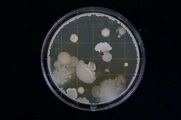 NASA estudia plantas y bacterias desde el espacio