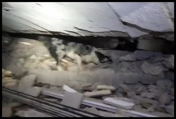 Así encontró un perro rescatista de México a una persona bajo los escombros en Turquía